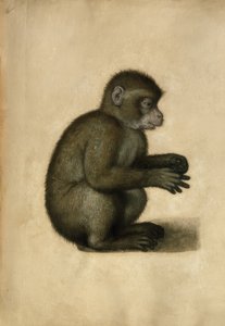 Scimmia da Albrecht Dürer