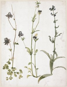  da Albrecht Dürer