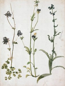 Akelei, Stiefmütterchen und Ochsenzunge, primo quarto del XVI secolo da Albrecht Dürer