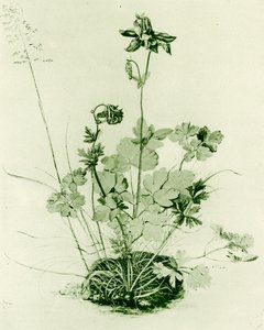 Colombina da Albrecht Dürer
