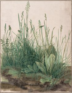 Il grande pezzo di prato