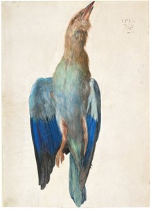 Ghiandaia Blu Morta, 1500 o 1512