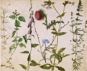 Otto studi di fiori selvatici, ca 1515-1520 da Albrecht Dürer