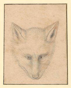 Testa di volpe, vista frontale da Albrecht Dürer