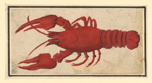  da Albrecht Dürer