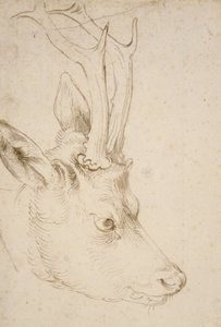 Testa di un capriolo da Albrecht Dürer