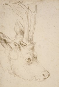 Testa di un capriolo da Albrecht Dürer