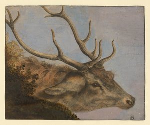 Testa di cervo da Albrecht Dürer