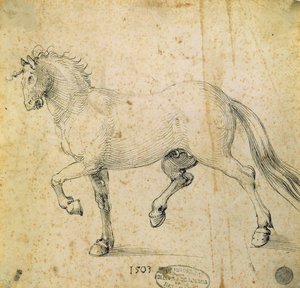 Cavallo, 1503