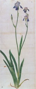 Iris germanica