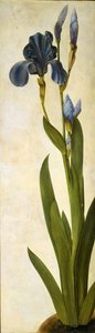 Iris troiana
