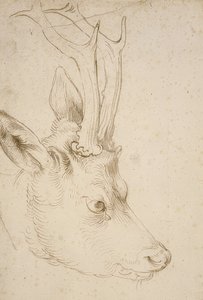 Testa di un capriolo da Albrecht Dürer