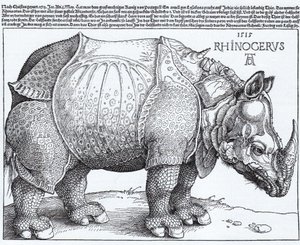 Latino:  Rhinocerus Il rinoceronte da Albrecht Dürer