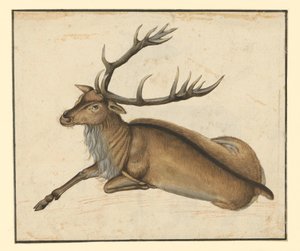  da Albrecht Dürer