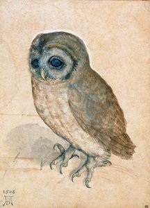 Civetta da Albrecht Dürer