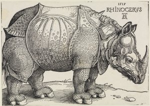Rhinocerus (Il rinoceronte) da Albrecht Dürer