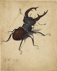 Scarafaggio cervo da Albrecht Dürer