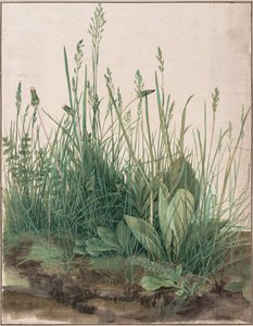 Il grande pezzo di prato, 1503 da Albrecht Dürer