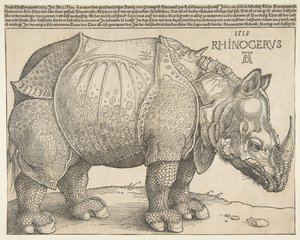 Il rinoceronte da Albrecht Dürer