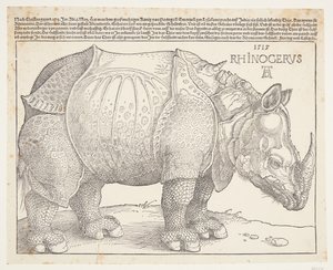 Il rinoceronte
