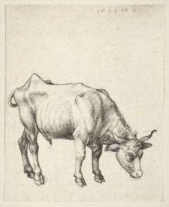 Giovane toro da Albrecht Dürer