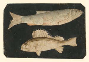  da Albrecht Dürer