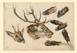  da Albrecht Dürer