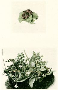 Violette