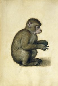 Una scimmia da Albrecht Dürer