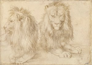 Due leoni seduti da Albrecht Dürer
