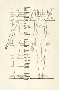 Incisione anatomica femminile da 