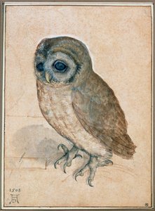 Kaeuzchen - Il piccolo gufo da Albrecht Dürer or Duerer
