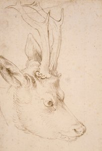 Testa di capriolo maschio - Disegno di Albrecht Durer (1471-1528), verso il 1503 - Penna e pennello, inchiostro grigio e marrone su carta di Albrecht Durer (1471-1528), ca 1503 - 22,8x15,3 cm - Nelson-Atkins Museum of Art, Kansas City, Missouri da Albrecht Dürer