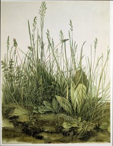 Il grande pezzo di zolla