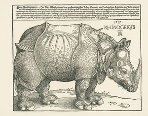 Il Rinoceronte da Albrecht Dürer or Duerer