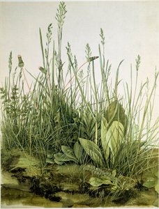 Il prato con erbe selvatiche da Albrecht Dürer