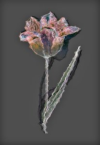 Fiore