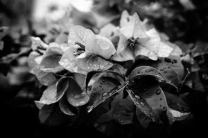 Cluster, 2019