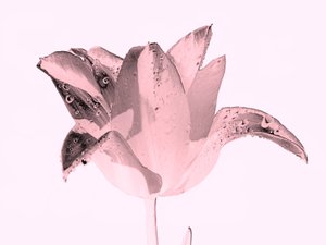 Fiore rosa cristallo da Alex Caminker