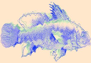 Pesce IV
