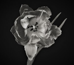 Geometria dei Fiori, 2019