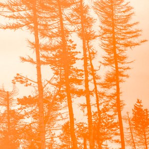 Se gli Alberi Fossero Arancioni, 2019