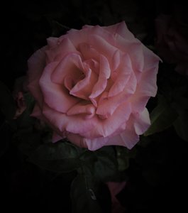pianeta rosa, 2019