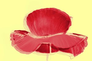 Tulipano rosso
