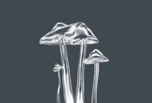 Funghi d