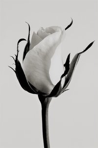 Rosa bianca da Alex Caminker