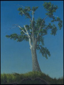 Albero di olmo a Horton Landing