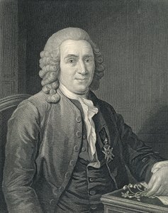 Ritratto di Carolus Linnaeus da Alexander (after) Roslin