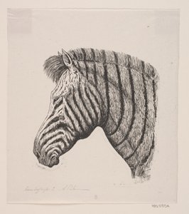 Testa di una zebra da Alexander Blom