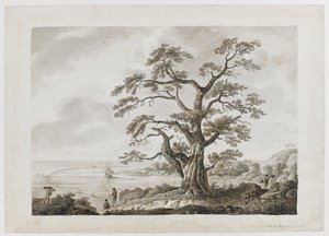 Albero sulla Collina degli Alberi, Otaheite, da 